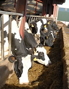 dairy cows