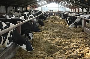 dairy cows