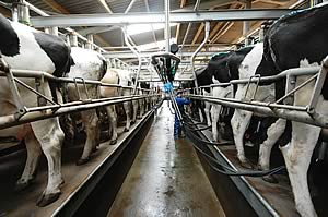 milking parlour