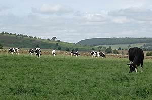 dairy cows