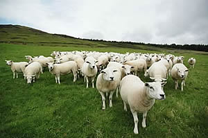 texel sheep