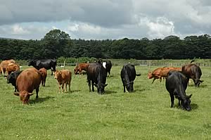 cattle grazing