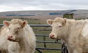 Whitebred Shorthorns 