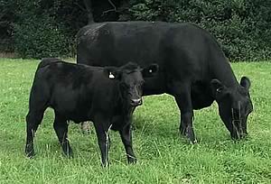 Aberdeen-Angus cow and calf