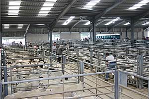 sheep at auction