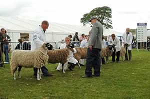 royal highland show judging