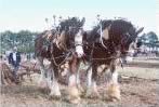 Society of Ploughmen