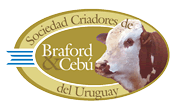 Braford Uruguay
