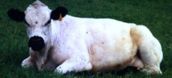 british white cow