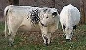Sylvanglades Farm