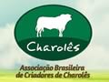 argentinian charolais