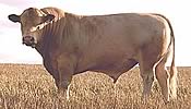 Rapalong Stud Mandalong Specials 