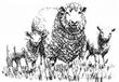coopworth sheep