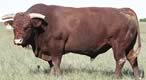 American Devon Cattle Association