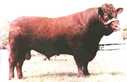 brazilian devon cattle