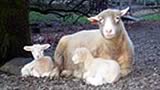 California Dorset Breeders' Association
