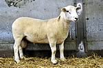 The Easy Care Sheep Society