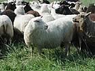 Finnsheep r.y. r.f