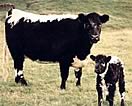 Riggit Galloway Cattle Society