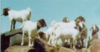 boer goat