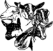 adga