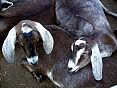Chinook Meadows Nubians