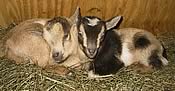 God's Love Farm Nigerians