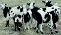 fainting goat