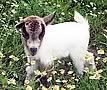 Lil Goats