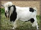Tiny Angels Nigerian Dwarf Dairy Goats
