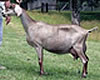 water oak farms nubian goats
