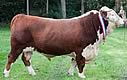 Dutch Hereford Society