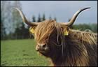 highland cattle club