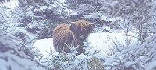 snow bull