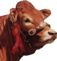 limousin