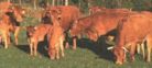 swedish limousin cattle