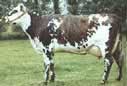 normande cattle