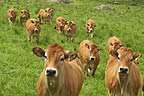 United Parthenaise Cattle Society