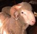 ram