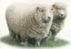 ryeland sheep