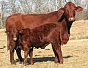 Georgia Santa Gertrudis Association