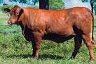 Australian Senepol Cattle Breeders Association