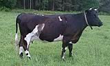 Shetland Cattle Breeders Association
