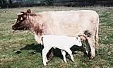 Northern Dairy Shorthorn