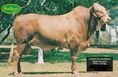 simbrasil cattle