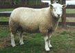 stroma texel stud