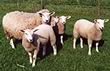 swifter sheep