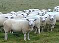 Tustians Texels