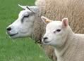 wiston texels