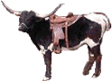 Riding Steers.com